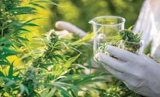 Kanabisi mendohet të ndihmojë në zbutjen e pezmatimit të mushkërive shkaktuar nga Covid-19