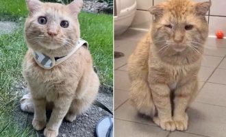 Macja më e trishtuar në botë duket krejtësisht ndryshe një vit pas adaptimit