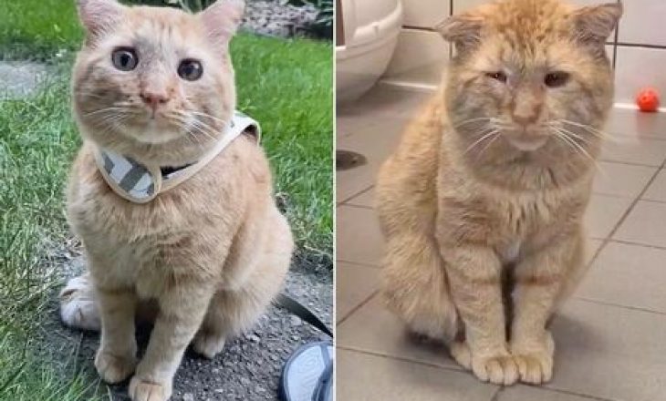Macja më e trishtuar në botë duket krejtësisht ndryshe një vit pas adaptimit