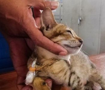 Macja e cila u kap ‘duke shpërndarë’ heroinë arrin të ikë nga burgu i sigurisë së lartë