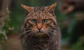 Një e katërta e gjitarëve në Angli  janë në rrezik të zhdukjes
