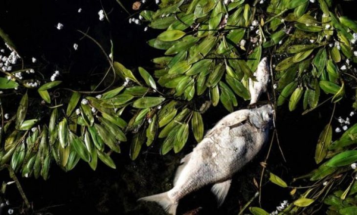 Kompania “Nestle” akuzohet për shkak të peshqve të vdekur si pasojë e ndotjes