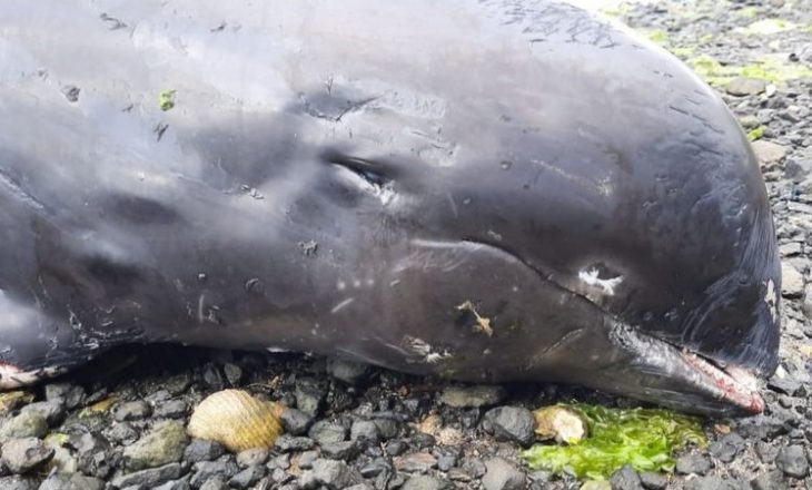 Gjinden 17 delfinë të vdekur në plazhin e Mauritus