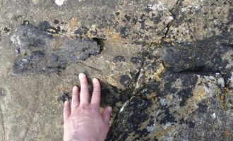 Shkencëtarja del për vrap në plazh, rastisë në fosilet e një dinozauri