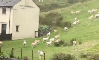 Videoja e frikshme paraqet një kope delesh të ngrira në vend për ‘shkak të ndryshimit të motit’