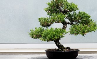 Keni blerë një pemë Bonsai? Këto këshilla do ju vijnë në ndihmë