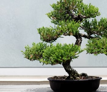 Keni blerë një pemë Bonsai? Këto këshilla do ju vijnë në ndihmë