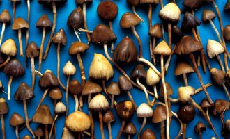 Ligji i ri në Kanadë u lejon njerëzve që janë duke vdekur të marrin këpurdha psikodelike