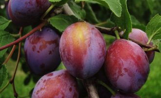 Përdorni kumbullat për të bërë një maskë fytyre shumë efektive për lëkurë të yndyrshme