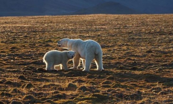 Ariu polar vret një person në Norvegji