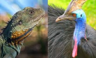 Zogjtë dhe reptilët qajnë me lotë të ngjajshëm me ato të njerëzve tregon hulumtimi i fundit