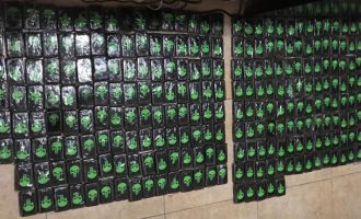 Kapen 26 kg drogë në Durrës