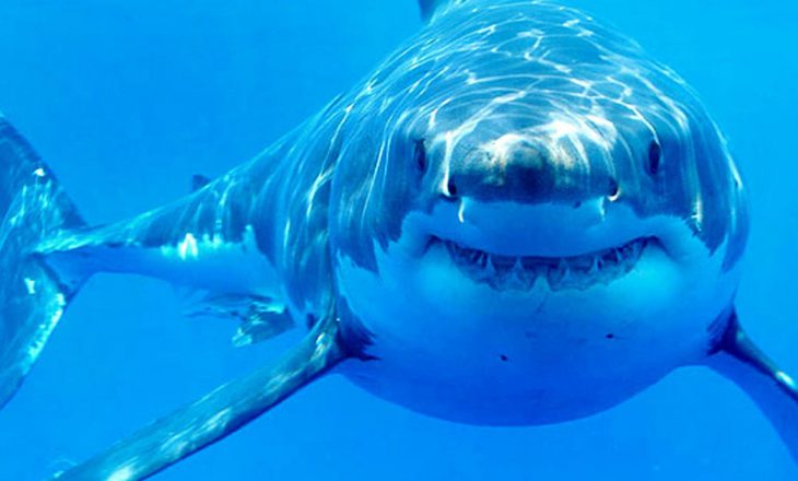 3 adoleshentë në Australi filmojnë ikjen nga peshkaqeni