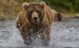 Çfarë NUK duhet të bëni nëse një ari ju sulmon