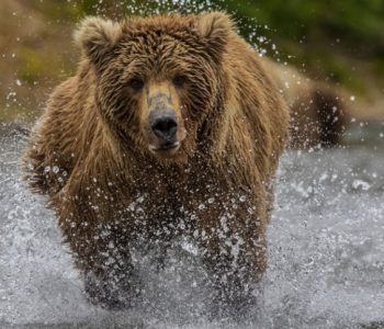 Çfarë NUK duhet të bëni nëse një ari ju sulmon