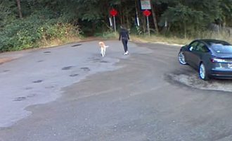 Gruaja kapet në kamerat e sigurisë teksa braktisë qenin e saj në një pyll