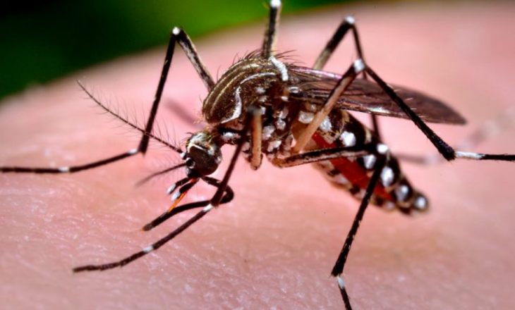 IKSHPK paralajmëron ardhjen e një virusi tjetër: Apelon te qytetarët për kujdes nga pickimi i mushkonjave