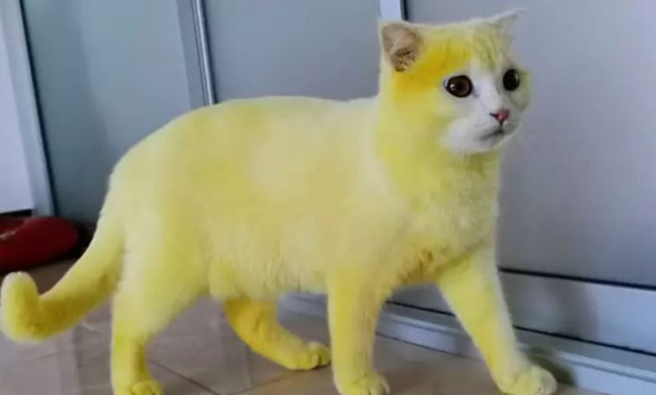 Një aksident shumë i lezetshëm – gruaja shndërron macen e saj të bardhë në të verdhë