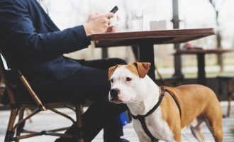 Kjo nuk është aspak mënyra e duhur për t’iu prezantuar një qeni