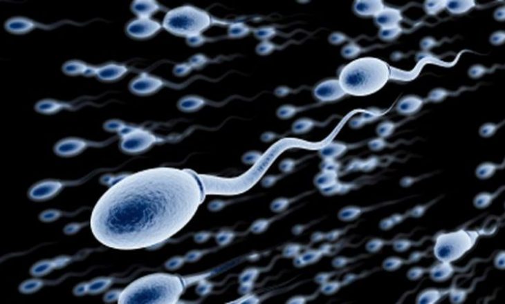 Sipas studimit të fundit spermatozoidet njerëzore rrotullohen si foka lodruese