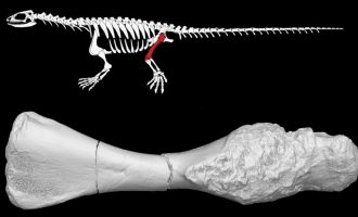 Kanceri ka kohë që ekziston – Të paktën që nga epoka e dinozaurëve