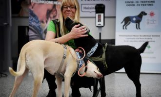 Qentë e trajnuar për të nuhatur Coronavirusin fillojnë punën                       