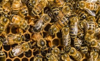 Vreri që lëshon bleta kur ju pickon vret disa qeliza që shkaktojnë kancerin e gjoksit