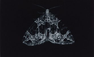 Artisja ka zgjedhur si subjekt fluturat e natës, për të vetëdijësuar lidhur me rënien e numrit të tyre