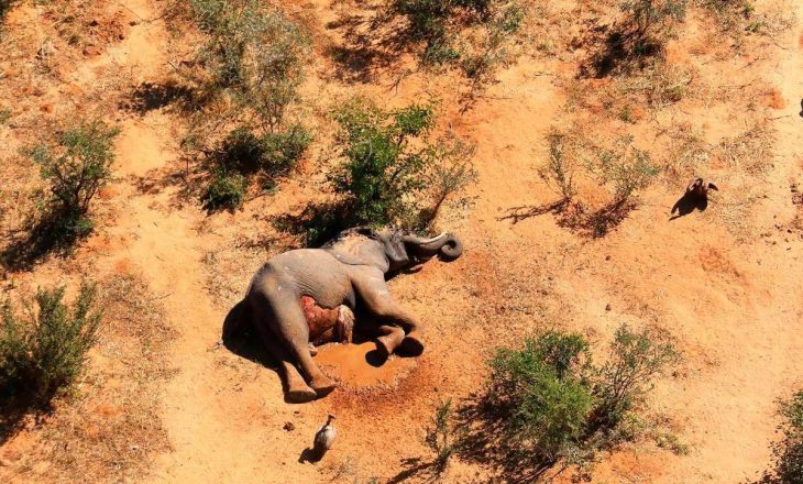 Mbi 330 elefantë papritmas ngordhën – tani shkencëtarët kanë një shpjegim