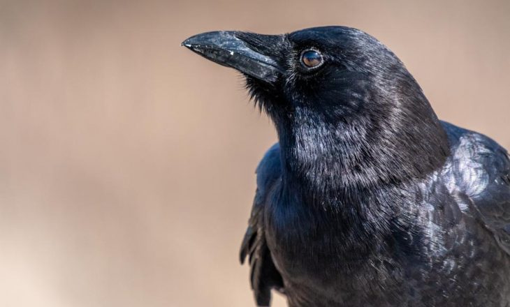 Eksperimenti i ri sugjeron që zogjtë perceptojnë realitetin më ndryshe