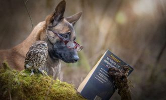 Qeni dhe huti shokë të pandashëm – ata madje notojnë bashkë