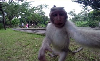 Majmuni vodhi telefonin e një burri, bën ‘selfie’ shumë qesharake