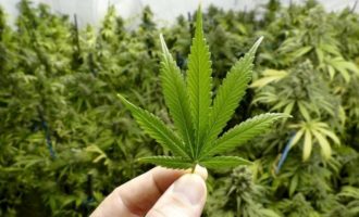 Arrestohet pasi kishte kultivuar bimë narkotike