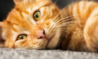 Macet ngjyrë portokalli janë shumë të veçanta