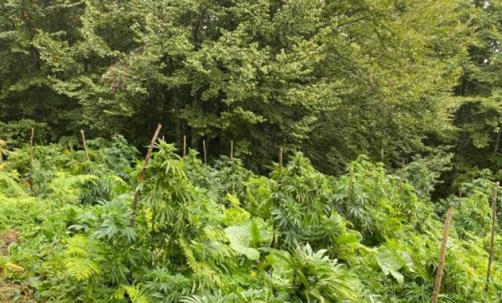 Plantacione me bimë narkotike në zonën e Koshares