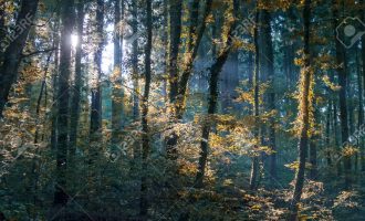 Haset nga roja i pyllit duke vjedhur drunjë, por pastaj e sulmon rojën fizikisht