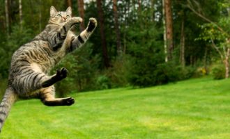 Shkenca mahnitëse prapa arsyes se pse macet bien gjithmonë në këmbë