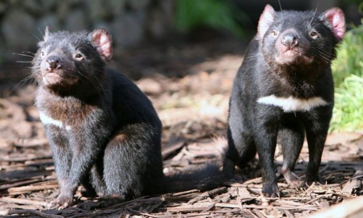 Djajtë tasmanian kthehen në natyrën e egër të Australisë
