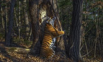Fotografia e një tigri që përqafon pemën, fiton vendin e parë në konkursin për fotografi të botës së egër