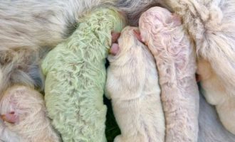 2020-ta vazhdon me surpriza – vjen në jetë një qenush i gjelbër