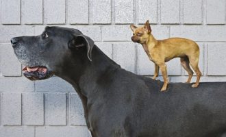 Qent janë shoqëruesit më të vjetër të njerëzve, tregon ADN-ja