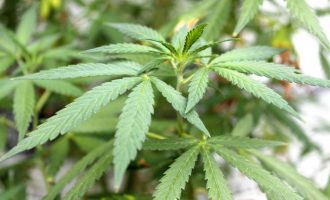 Mos konsumoni marihuanë para një ndërhyrjeje kirurgjikale