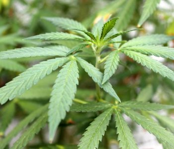 Mos konsumoni marihuanë para një ndërhyrjeje kirurgjikale