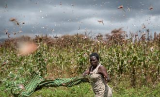 Karkalecat “pushtojnë” Etiopinë