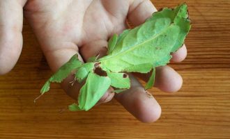 Akoma nuk keni parë gjithçka!