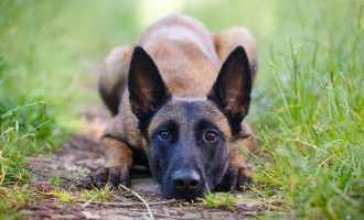 Qeni mund të nuhasë një person të pabesë