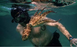 “My Octopus Teacher”- dokumetari që mahniti audiencën dhe vetëdijson për fuqinë magjike të natyrës