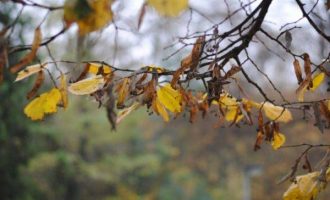 Sot mot i vranët dhe me shi