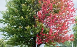 Imazhe të pabesueshme që na dhuroi nëna natyrë