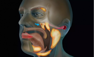 Shkencëtarët zbulojnë aksidentalisht një organ të ri në fyt